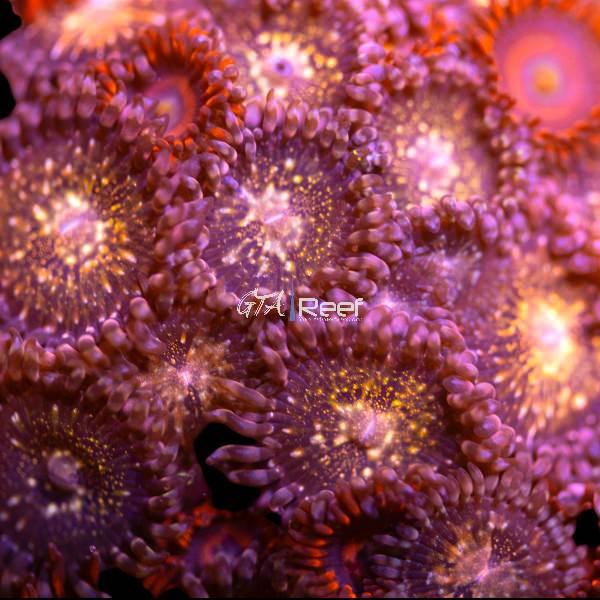 Close-up of Starburst Paly coral frag  2 displaying vibrant star-like patterns under blue LED lighting in reef aquarium