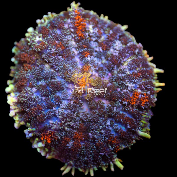 Starfire Rhodactis coral with glowing red, orange, and green colors in reef tank