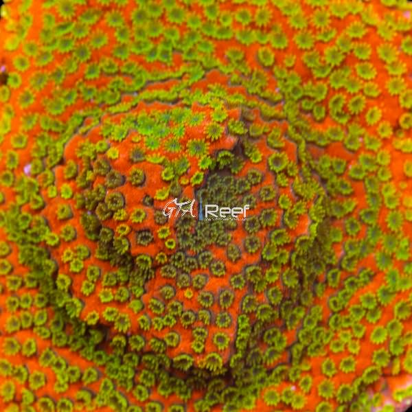 Sunset Montipora Coral Care Guide | Lighting, Placement, Feeding