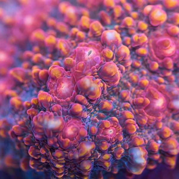 Superman Chalice Coral with vibrant blue base and red eyes at GTA Reef