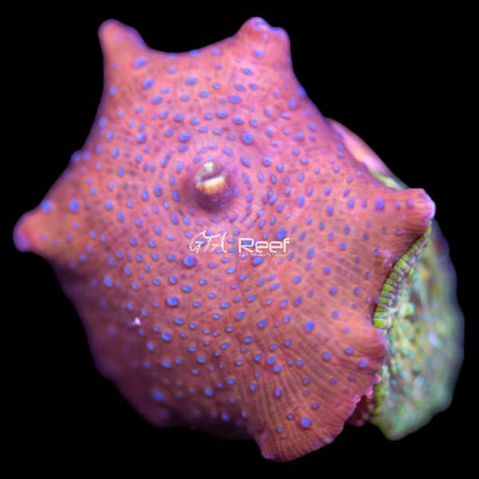 Superman Discosoma Mushroom Coral with vibrant blue and red colours