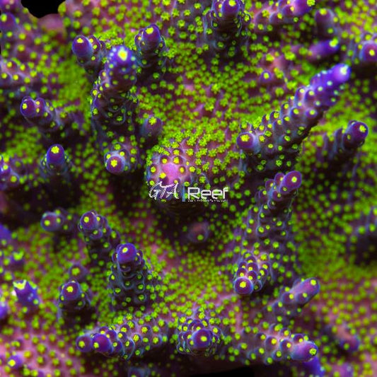 Close-up of Ultimate Bonsai Acropora coral frag showing compact branching and vibrant colours under blue LED lighting in reef aquarium