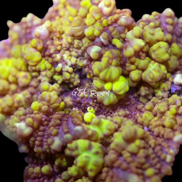 Close-up of Uranium Bounce Mushroom coral frag showing bright green and yellow colors under blue LED lighting in reef aquarium
