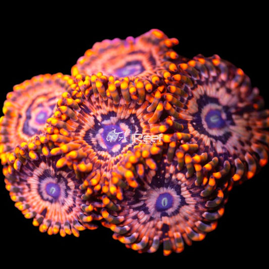Bright orange and red Utter Chaos Paly coral frag for sale from GTA Reef