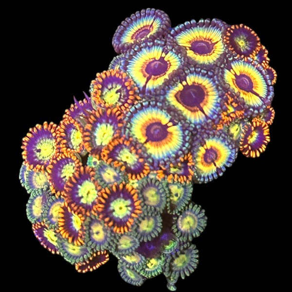 Vampire in Drag Zoanthids frag with purple centers