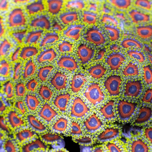 Watermelon Zoanthids coral frag with bright green and pink polyps from GTA Reef