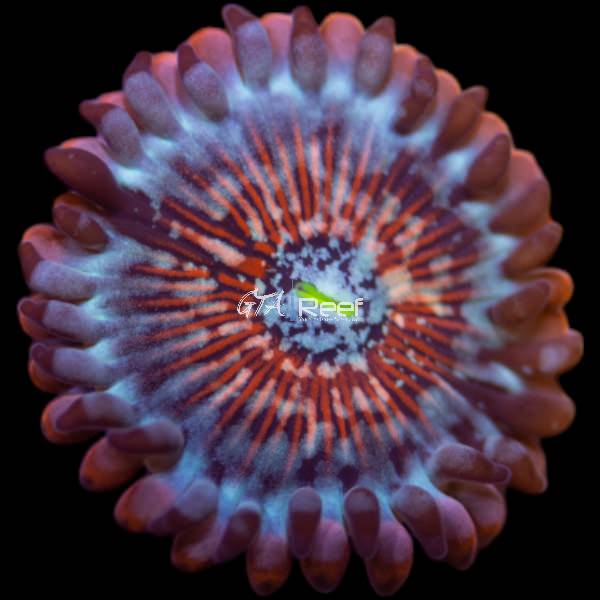 White Zombie Zoanthid coral frag with bright white polyps in reef tank