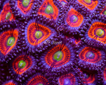 Load image into Gallery viewer, Gobstopper Zoas
