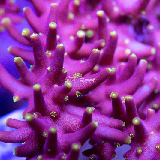GTA Reef Toronto corals