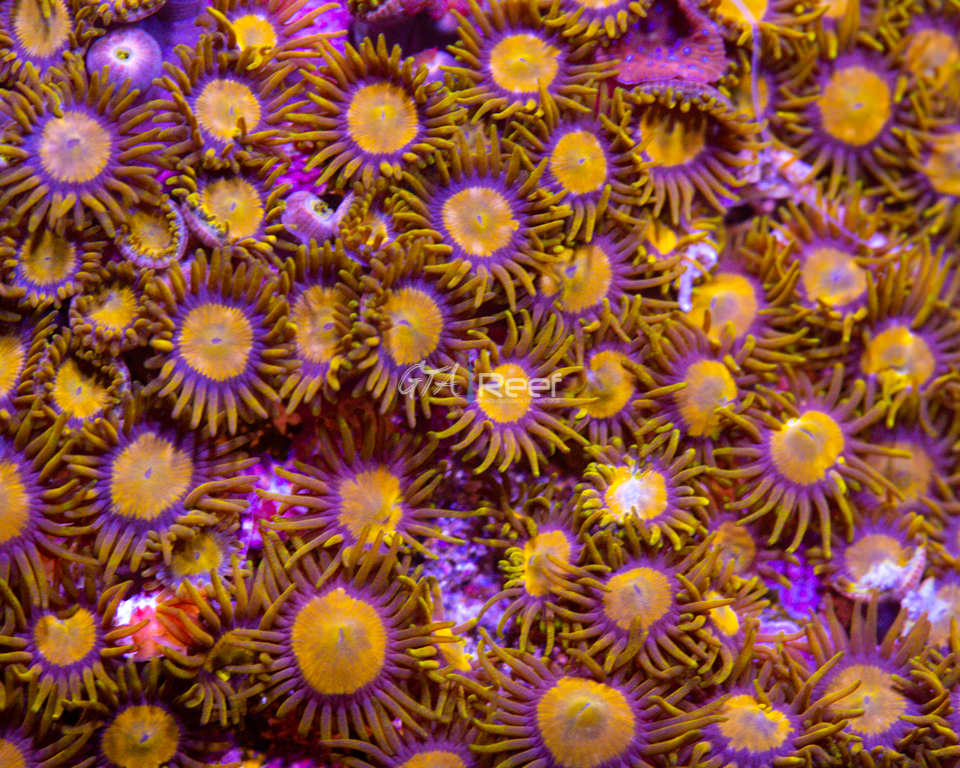 King Midas Zoas