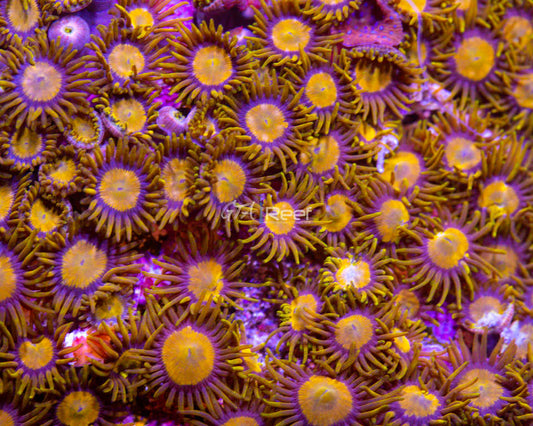 King Midas Zoas