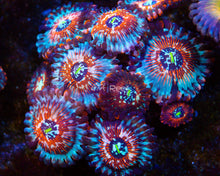 Load image into Gallery viewer, Seduction Zoas

