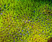 Load image into Gallery viewer, Green Star Polyps - Neon

