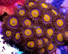 Load image into Gallery viewer, King Midas Zoas
