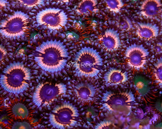 Vampire in Drag Zoas