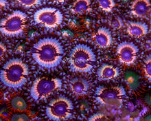 Load image into Gallery viewer, Vampire in Drag Zoas

