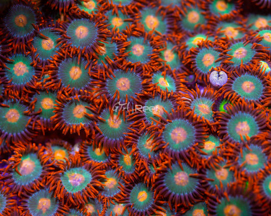 Gatorade Zoas