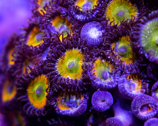 SunnyD Zoas