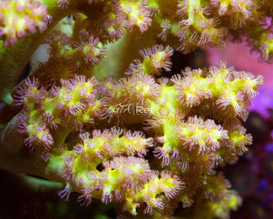 Neon Green Nepthea (RARE)