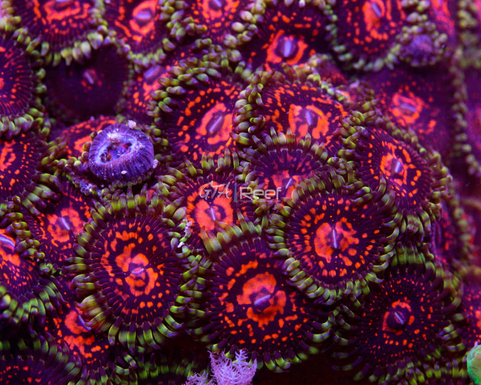 Sticker Shocker Zoas GTA Reef Inc.