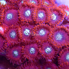 Load image into Gallery viewer, Magician Zoas
