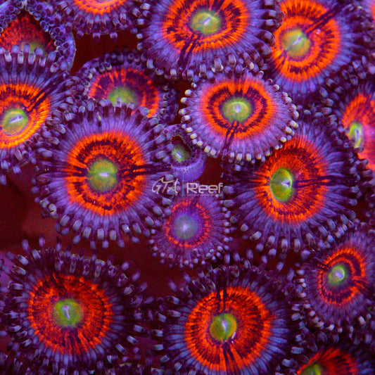 Armor of God Zoas