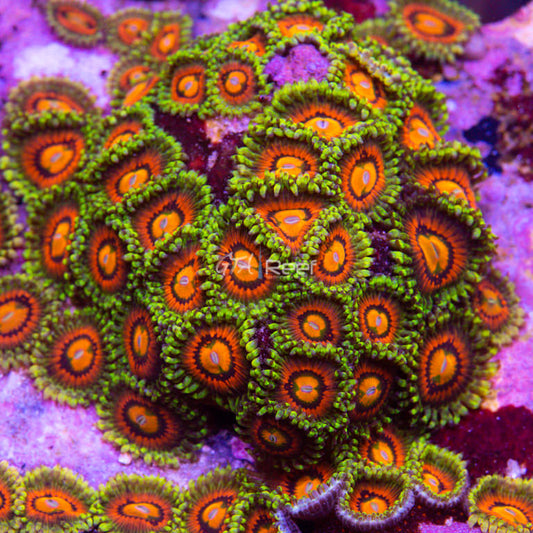 Rainbow Incinerator Zoas