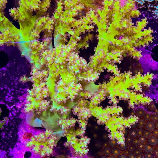 Neon green Nepthea Colony