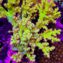 Load image into Gallery viewer, Neon green Nepthea Colony
