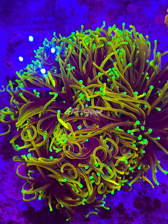 Hellfire Torch - Per head