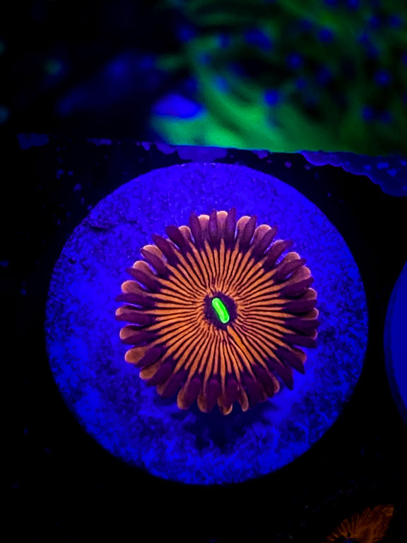 People Eaters Palythoas Red