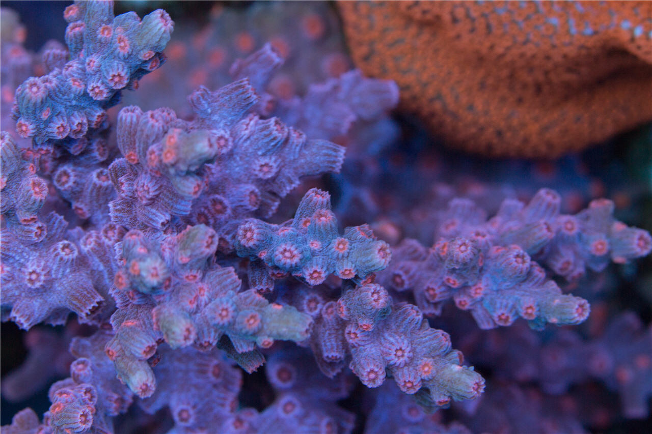 Branching Cyphastrea