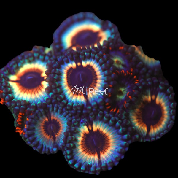 Vampire in Drag Zoanthids