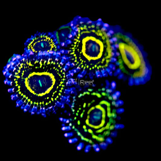 Stratosphere Zoanthids