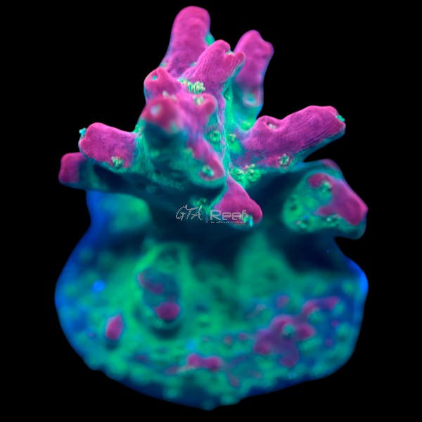 Vivids Confetti B - WYSIWYG