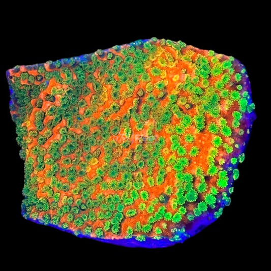 Sunset Montipora - WYSIWYG
