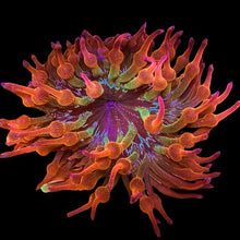 Load image into Gallery viewer, Sparkle Bubble Tip Anemone
