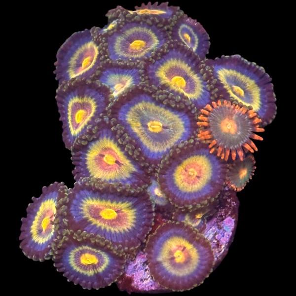 Zoas frag