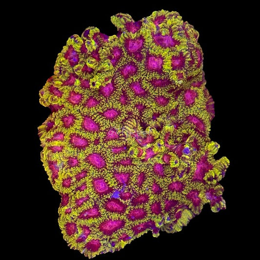 Pink Eyes Favia Colony - WYSIWYG