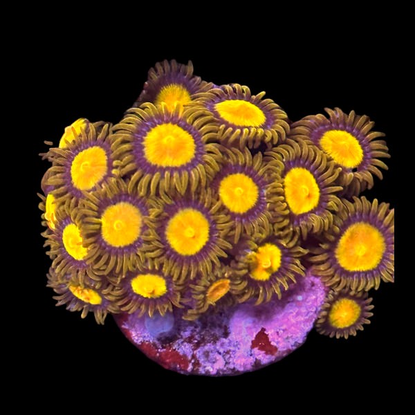 King Midas Zoas - WYSIWYG