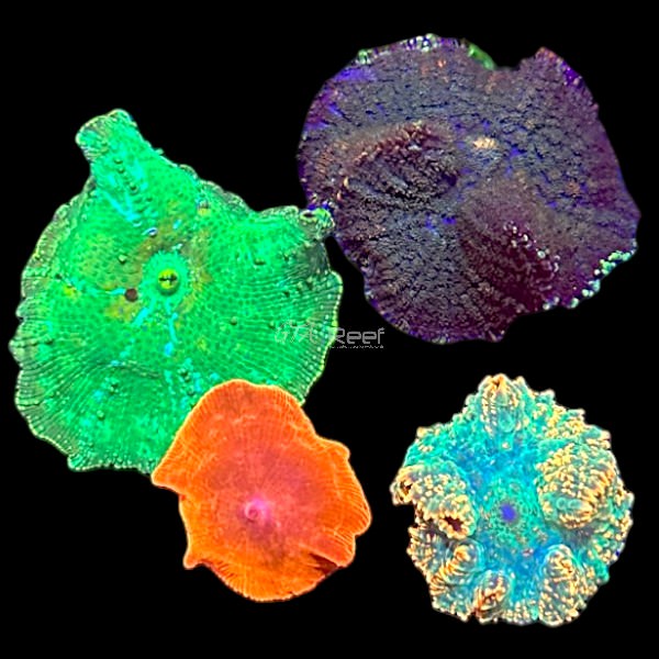 Mushrooms Pack 1