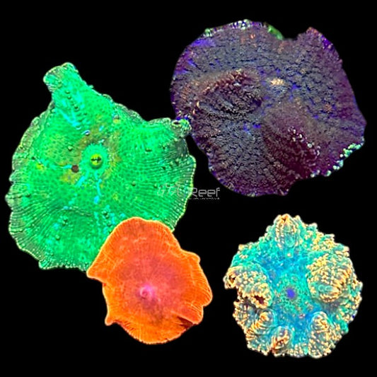 Mushrooms Pack 1