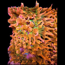 Load image into Gallery viewer, Pink Tip Bubble Anemone - Large
