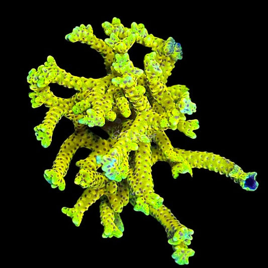 RR Goldenrod Anacropora Colony