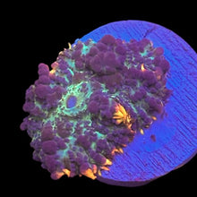 Load image into Gallery viewer, Purple Rhodactis Mushroom
