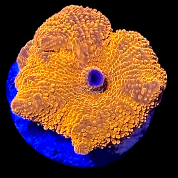 Red Discosoma Mushroom - A