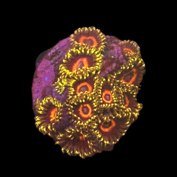 Zoas Watermelon WYSIWYG