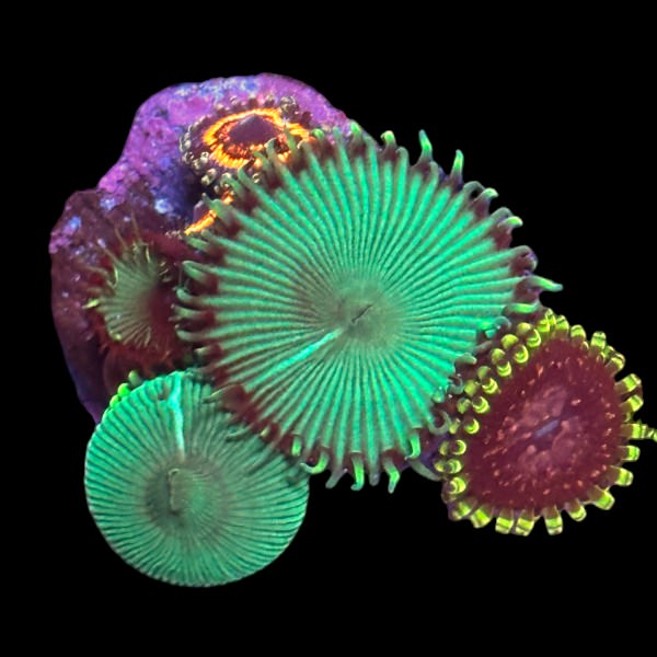 Zoas frag mix B - WYSIWYG