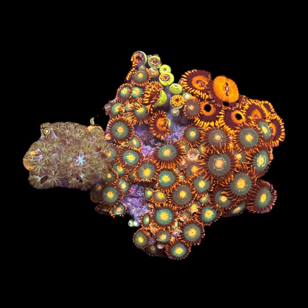 Zoas frag mix C - WYSIWYG