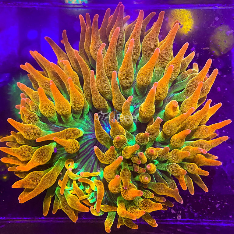 Reef Raft Bubble Tip Anemone - Large